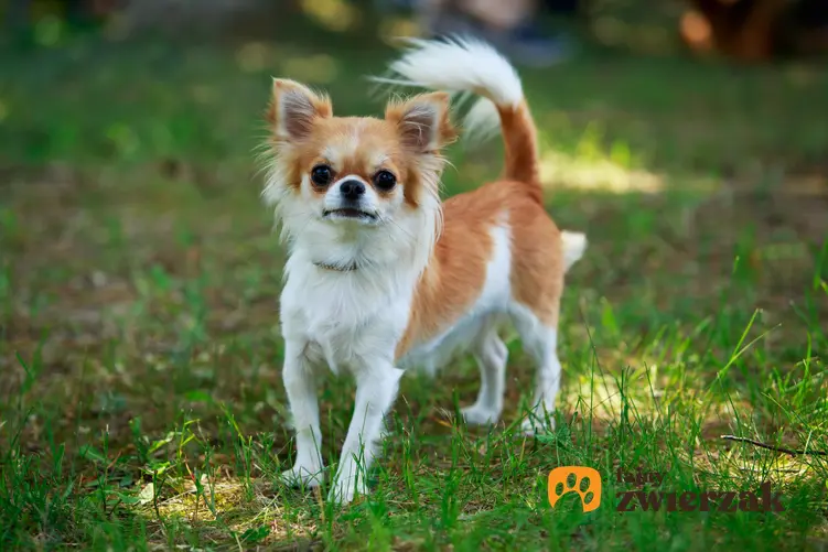 Pies rasy chihuahua długowłosa podczas spaceru na trawniku, a także jego hodowla i cena za szczeniaki