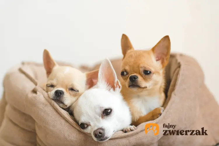 Psy rasy chihuahua w worku, a także najlepsza hodowla chihuahua w Polsce