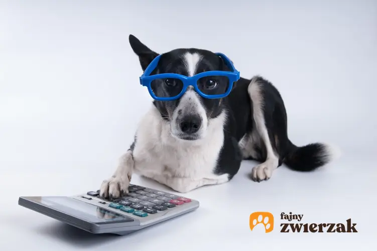 Pies w niebieskich okularach z kalkulatorem, czyli podatek od psa i ile wynosi podatek od psa