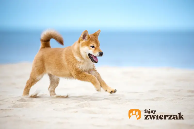 Pies rasy shiba inu biegającym po plaży, a także memy, zdjęcia i informacje o co chodzi w fenomienie