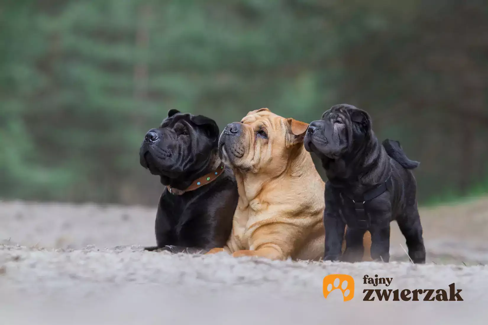 Jaka jest cena shar pei? Zobacz, ile kosztuje szczeniak z hodowli