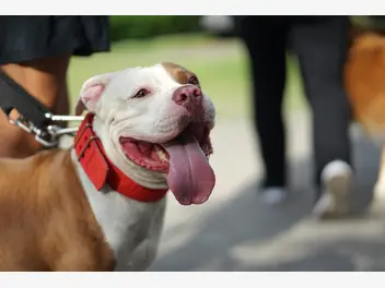 Ilustracja artykułu pitbull red nose - opis, cechy, charakter, tresura, żywienie