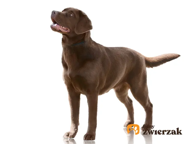 Pies rasy labrador brązowy lub czekoladowy na białym tle, a także jego hodowle i ceny