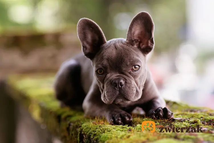 Pies rasy buldog francuski w czasie spaceru, a także cena buldoga francuskiego i cena małego buldoga