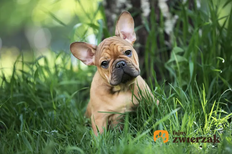Pies rasy buldog francuski siedzący w trawie, a także szczeniak buldoga francuskiego i jego opieka