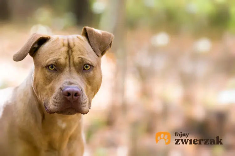 Pies rasy pitbull amarykański podczas spaceru w lesie, a także usposobienie amerykańskiego pitbulteriera