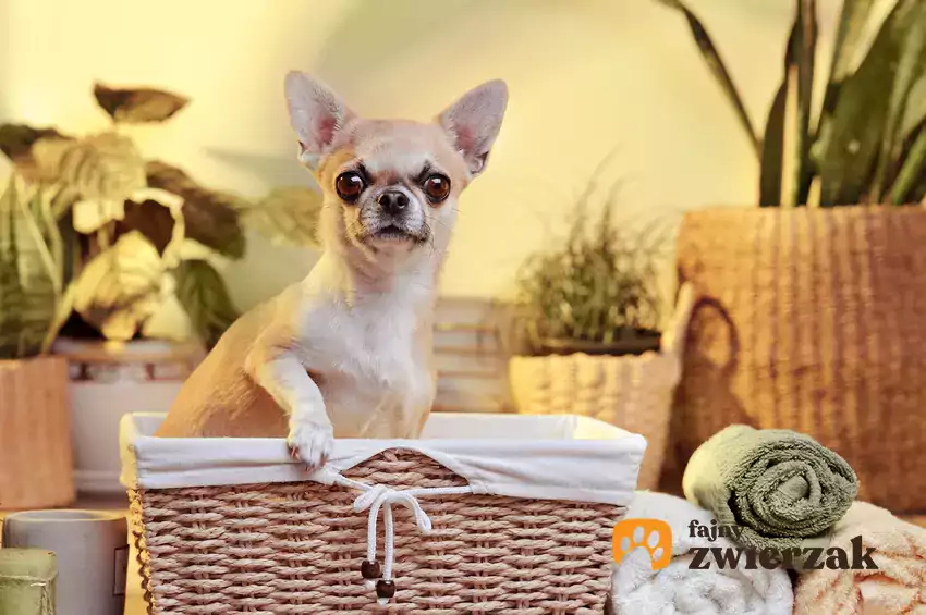 Chihuahua w wiklinowym koszyku