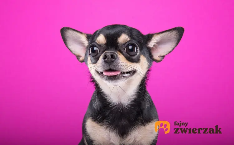 Pies rasy chihuahua na różowym tle oraz charakter chihuahua, usposobienie i cena
