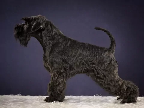 Kerry blue terrier – opis i opinie