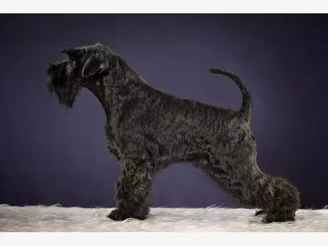 Kerry blue terrier – opis i opinie