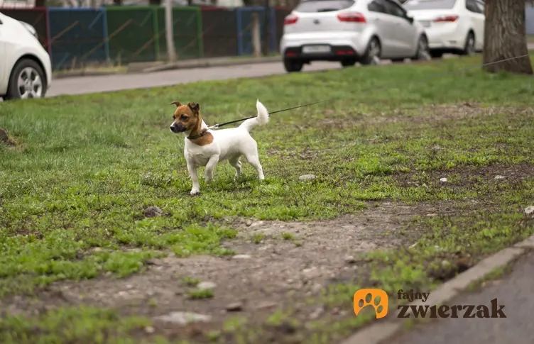 Pies rasy jack russell terrier szorstkowłosy w czaie spaceru po trawniku, a także informacje i opis rasy