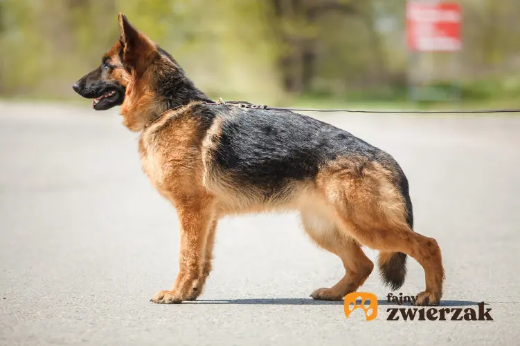 Pies rasy użytkowy owczarek niemiecki stojący na drodze, a także jego opis i charakter