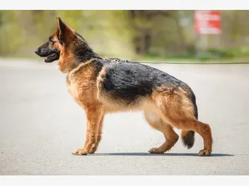 Ilustracja artykułu pracujący pies, czyli użytkowy owczarek niemiecki. poznaj użytkowość wilczura
