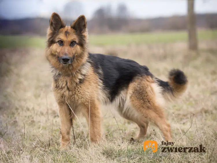 Pies rasy użytkowy owczarek niemiecki w czasie spaceru na polu oraz opinie i charakter