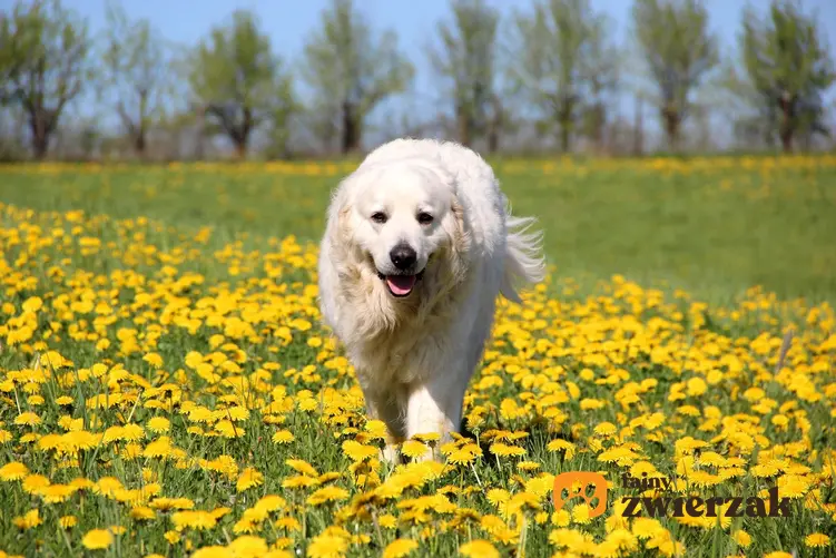 Pies rasy biały owczarek podhalański wśród żółtych kwiatów, a także czy istnieje czarny owczarek podhalański