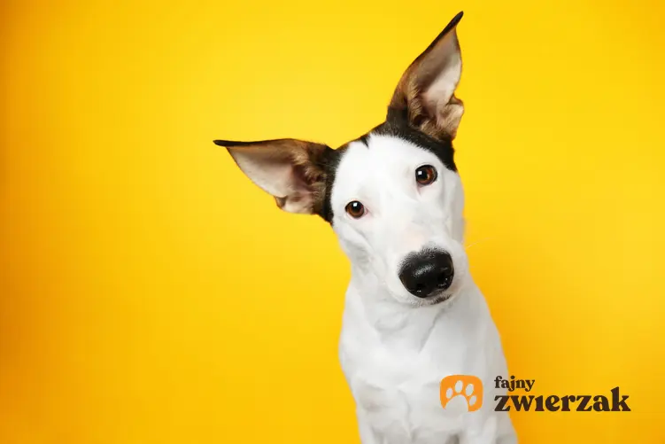 Pies z dużymi uszami na żółtym tle, a także inspiracje na fajne imię dla psa