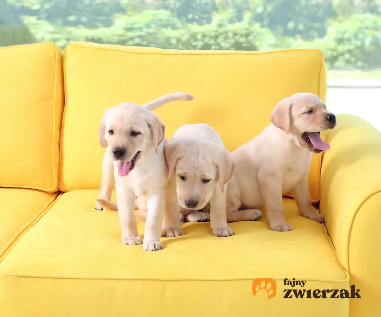 Trzy małe szczeniaki rasy labrador na żółtym fotelu, a także cena labradora z rodowodem