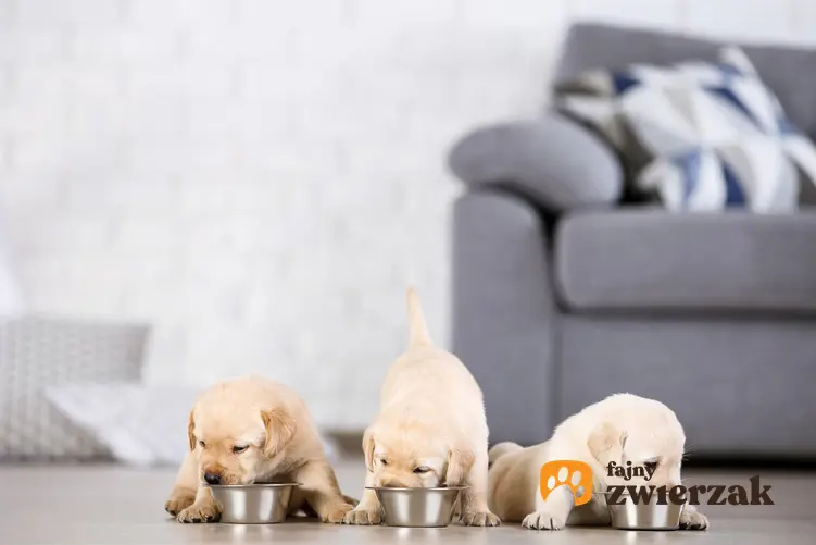 Trzy szczeniaki rasy labrador w salonie na podłodze, a także najlepsza hodowla labradorów w Polsce