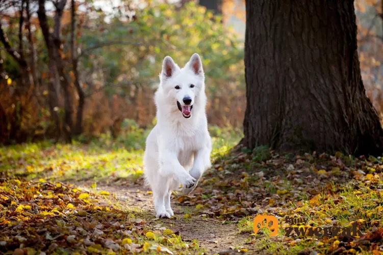 Pies rasy owczarek szwajcarski w czasie spaceru w lesie, a także cena owczarka szwajcarskiego