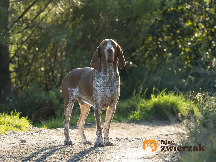Pies rasy wyżeł włoski krótkowłosy w czasie spaceru w lesie, a także jego opis