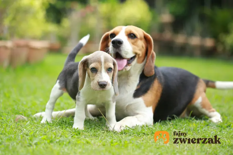 Dwa psy rasy beagle bawiące się na trawniku, a także cena beagle i opis rasy