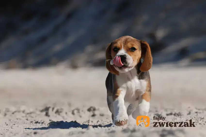 Szczeniak beagle na trawie