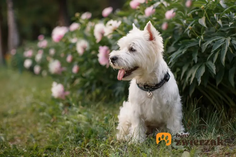 Pies rasy west highland white terriera w ogrodzie oraz hodowla west highland white terriera