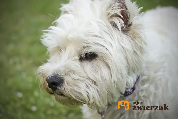 Pies rasy west highland white terriera na tle zieleni, a także hodowla west highland white terriera