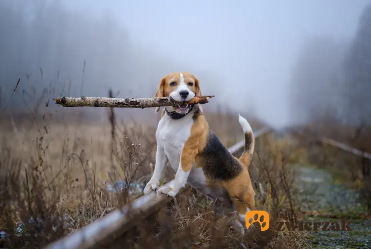 Pies rasy beagle niosący patyk, a także inne rasy psów myśliwskich