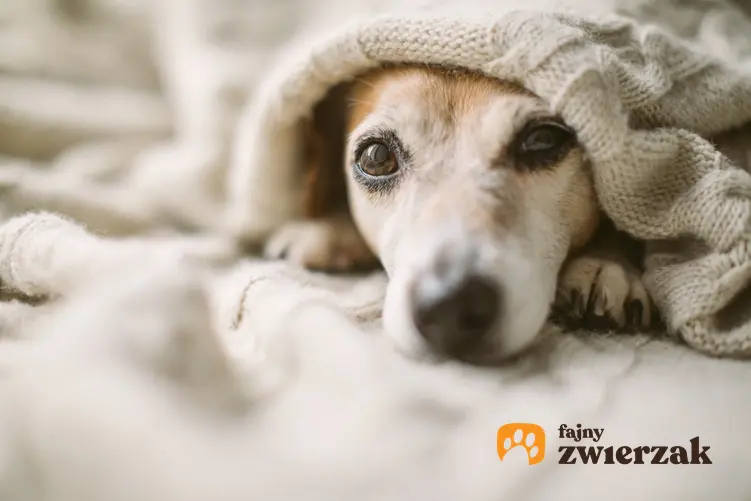 Przeziębiony pies leżący w domu pod kocem, a także przeziębienie u psa i objawy