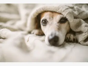 Ilustracja artykułu przeziębienie u psa - jak rozpoznać i leczyć pierwsze objawy