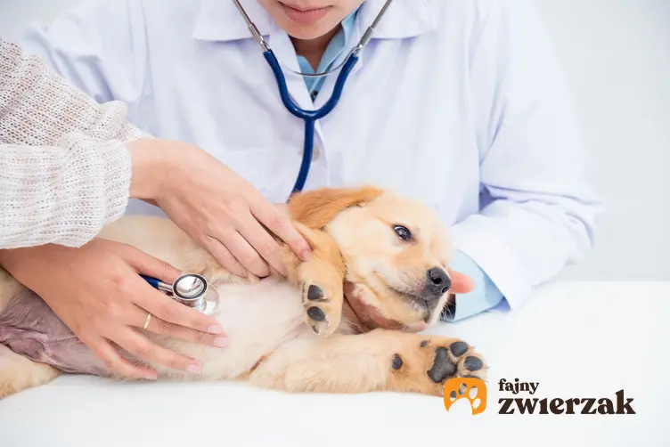 Przeziębiony pies w gabinecie weterynarza, a także przeziębienie u psa i objawy