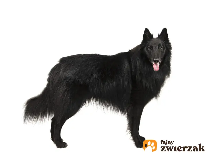 Pies rasy czarny owczarek belgijski na białym tle, a także jego opis i charakter
