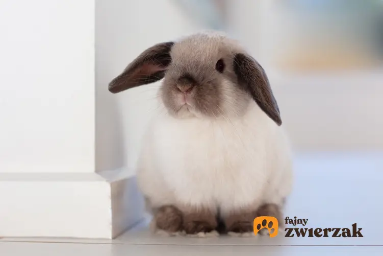 Domowy królik miniaturka siedzący na podłodze, a także jego wychowanie i cena