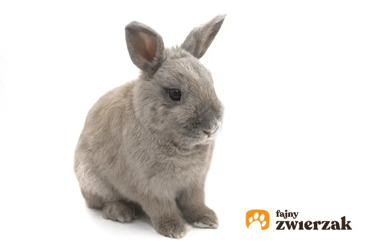 Domowy królik miniaturka na białym tle oraz zdjęcia, opis, charakter i wychowanie