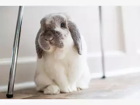 Mini Lop: opis, usposobienie, pielęgnacja