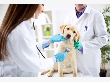 Ilustracja artykułu 8 ras psów najbardziej obarczonych groźnymi chorobami