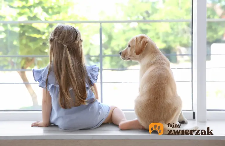 Pies rasy mały labrador siedzący obok dziewczynki, a także charakter i zdjęcia małych labradorów