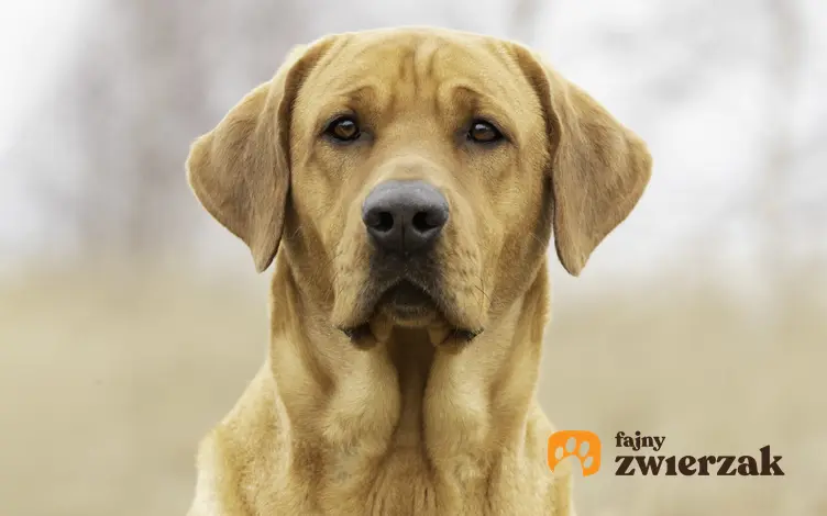 Pies rasy labrado na zdjęciu portretowym, a także usposobienie, hodowla i charakter labradora