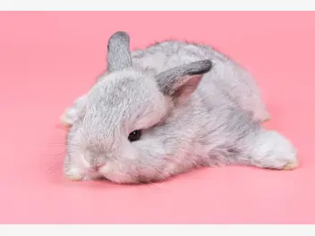 Ilustracja artykułu jak oswoić królika miniaturkę? praktyczny poradnik
