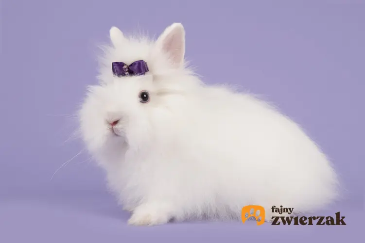 Królik rasy angor na fioletowym tle, a także popularne rodzaje i rasy królików w Polsce