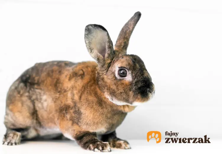 Królik rasy rez na jasnym tle, a także popularne rodzaje i rasy królików w Polsce