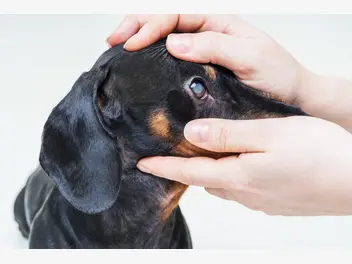 Ilustracja artykułu zaćma u psa - przyczyny, objawy i sposoby leczenia katarakty