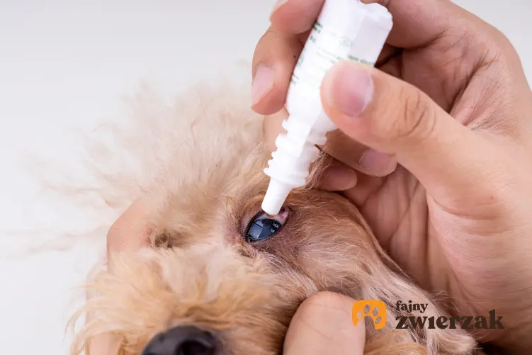 Pies podczas zakrapiania oka kroplami, a także zaćma u psa, jej objawy i koszt operacji zaćmy