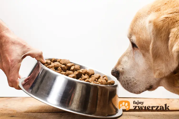 Pies wąchający jedzenie w misce, a także informacje, czym karmić psa