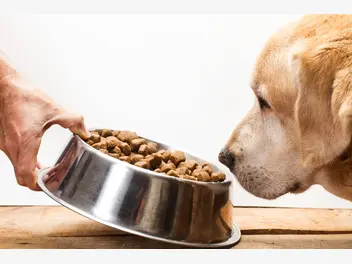 Ilustracja artykułu czym karmić psa? doradzamy, co może, a czego nie powinien jeść pies