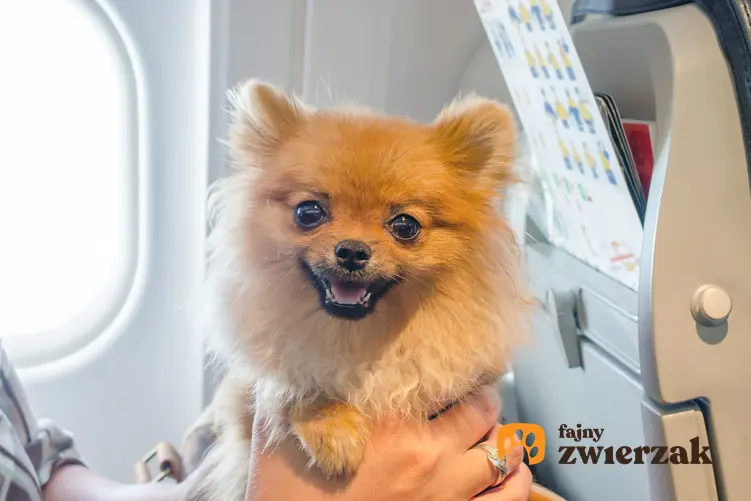 Uśmiechnięty pies na pokładzie samolotu, a także pies w samolocie i lot samolotem z psem