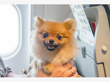 Ilustracja artykułu pies w samolocie krok po kroku – jak zaplanować lot z psem?