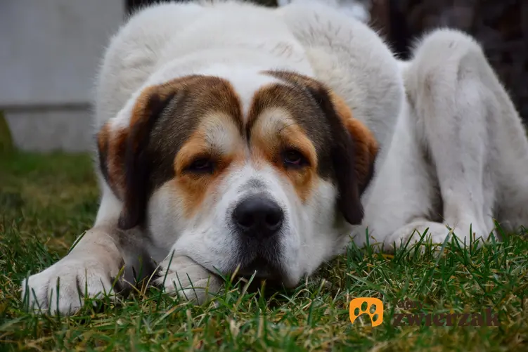 Pies rasy owczarek środkowoazjatycki leżący na trawniku, a także hodowla owczarka środkowoazjatyckiego