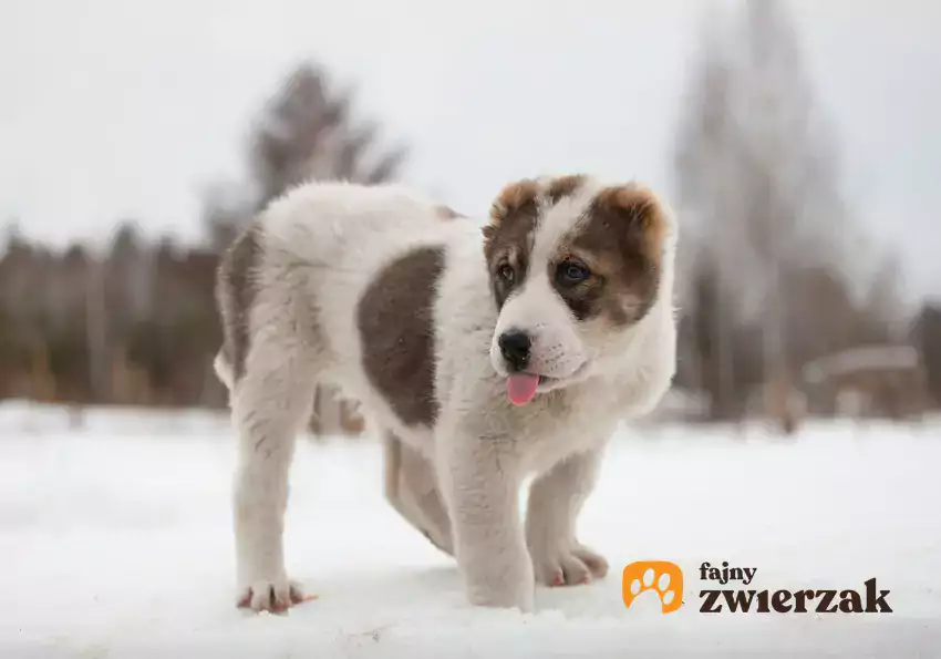 Owczarek środkowoazjatycki na śniegu